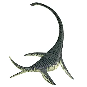 Loch: Rear view of an Elasmosaurus aquatic reptile