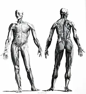 1796: Front and rear view of the human body showing