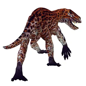 Claw: Rear view of Lycaenops on white background