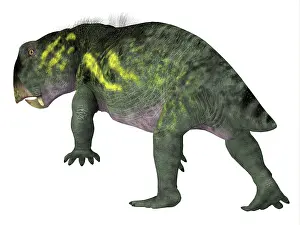 Synapsid: Rear view of a Lystrosaurus dinosaur on white background