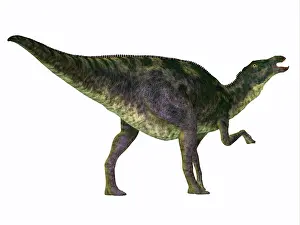 Campanian: Rear view of a Maiasaura dinosaur on white background