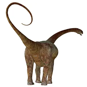 Titanosaur: Rear view of a Malawisaurus dinosaur on white background