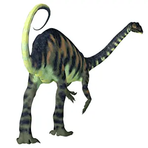 Massospondylus: Rear view of a Massospondylus dinosaur