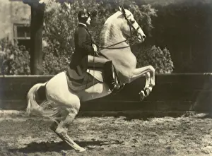Stallion: Rearing Horse