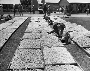 Steaming: Rearing of silkworms in Kashmir, 1930