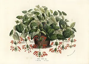 Sinningia: Rechsteineria blassii