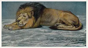 Stretches: RECLINING LION