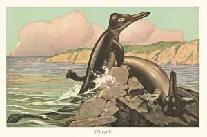 Tiere Der Urwelt: Reconstruction of a Basilosaurus