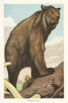 Tiere Der Urwelt: Reconstruction of a cave cave bear, Ursus spelaeus