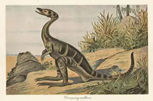 Tiere Der Urwelt: Reconstruction of a Compsognathus longipes