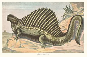 Dimetrodon: Reconstruction of a Dimetrodon