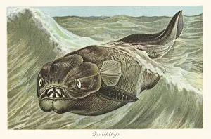 Surfing: Reconstruction of a Dinichthys herzeri