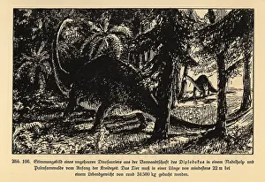 Megalosaurus: Reconstruction of a Diplodocus, Cretaceous period