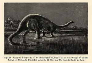 Leben: Reconstruction of a Diplodocus, Lower Cretaceous