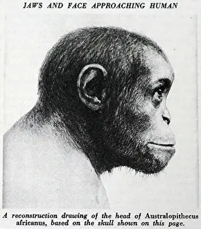 Australopithecus: A reconstruction drawing of the head of Australopithecus