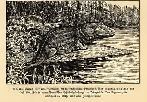 Giganteus: Reconstruction of an extinct Mastodonsaurus giganteus