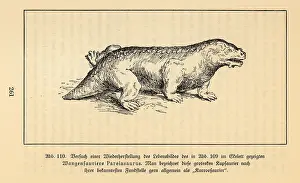 Giganteus: Reconstruction of an extinct Pareiasaur, Bradysaurus baini