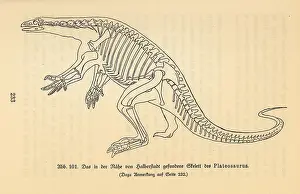 Brontosaurus: Reconstruction of an extinct Plateosaurus