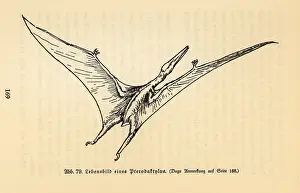 Rhamphorhynchus: Reconstruction of an extinct Pterodactyl