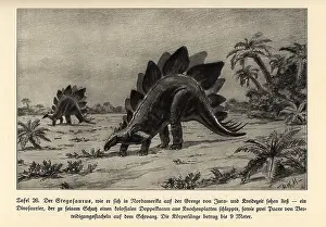 Maage: Reconstruction of an extinct Stegosaurus
