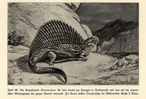 Dimetrodon: Reconstruction of extinct synapsid dinosaur Dimetrodon