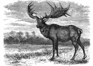 Antlers: Reconstruction of the Irish Elk (Megaloceros)