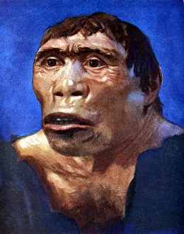 Java: Reconstruction of Java Man (Pithecanthropus erectus)