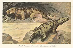 Mastodonsaurus: Reconstruction of a Mastodonsaurus and Pareiasaurus