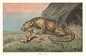 Tiere Der Urwelt: Reconstruction of a Mesonyx