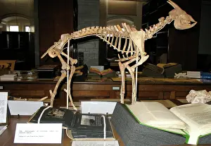 Myotragus: Reconstruction of a Myotragus skeleton