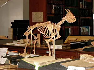 Myotragus: Reconstruction of a Myotragus skeleton