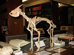 Myotragus: Reconstruction of a Myotragus skeleton