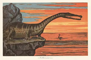 Plesiosaurus: Reconstruction of a Nothosaurus