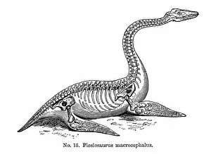 Buckland: Reconstruction of Plesiosaurus macrocephalus