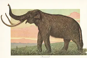 Holocene: Reconstruction of a woolly mammoth, Mammuthus primigenius