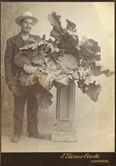 Cauliflower: Record-breaking cauliflower