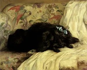 Relaxes: Recumbent Poodle