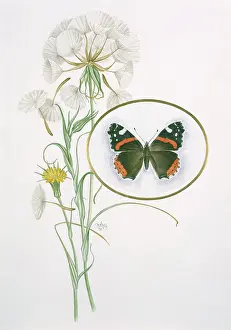 Grierson: Red Admiral Butterfly ' with goatsbeard