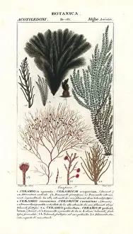 Marinus: Red algae seaweed species