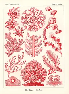 Glitsch: Red algae and seaweeds or Florideae