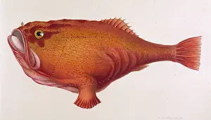 Pictus: RED ANGLER FISH/1849