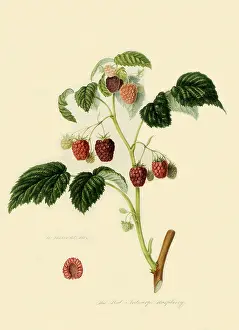 Linnaeus: Red Antwerp Raspberries