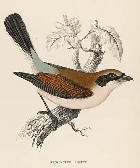 Shrike: RED-BACKED SHRIKE