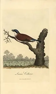 Shrike: Red-backed shrike, Lanius collurio