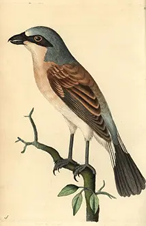 Naturalists: Red-backed shrike, Lanius collurio