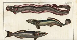 Remora: Red band-fish, sharksucker, and remora