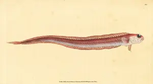 Rubescens: Red bandfish, Cepola macrophthalma