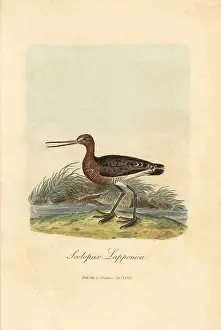 Godwit: Red or bar-tailed godwit, Limosa lapponica