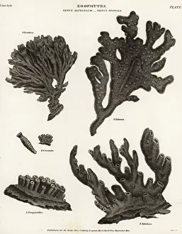 Universal Dictionary: Red beard sponge, demosponge, purse sponge, soft coral, etc