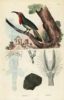 Fries: Red-bearded bee-eater, Nyctyornis amictus